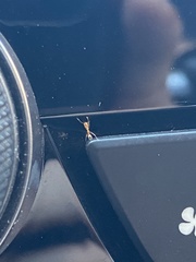 Pseudomyrmex pallidus