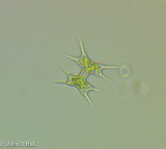 Octacanthium octocorne