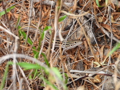 Aspidoscelis laredoensis