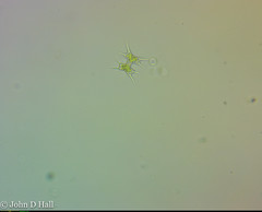 Octacanthium octocorne