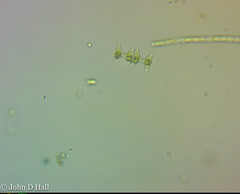 Staurodesmus cuspidatus