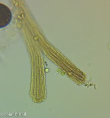 Spongomonas splendida