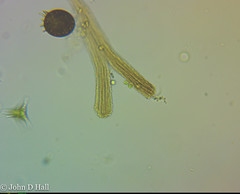 Spongomonas splendida