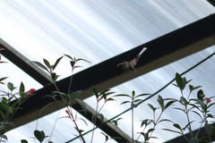 Phaethornis mexicanus