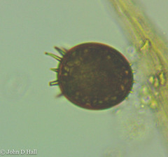 Trachelomonas armata