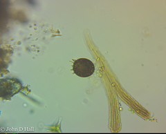 Trachelomonas armata