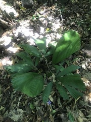 Licuala