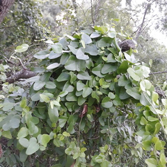 Cocculus diversifolius