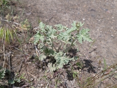 Sphaeralcea munroana