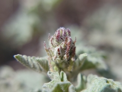 Sphaeralcea munroana