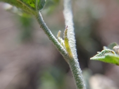 Sphaeralcea munroana