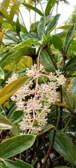 Medinilla formosana