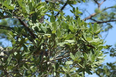 Quercus tuitensis
