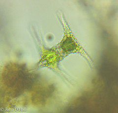 Staurastrum cingulum