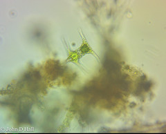 Staurastrum cingulum