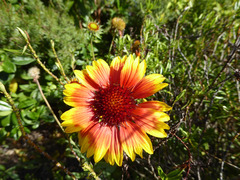 Gaillardia × grandiflora