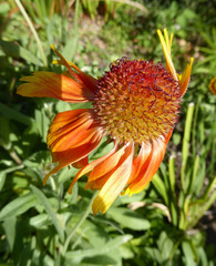 Gaillardia × grandiflora