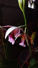 Phaius