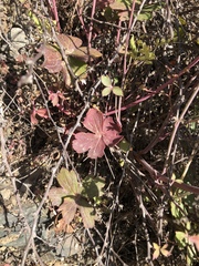 Delphinium cardinale