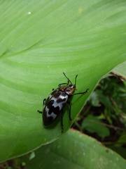 Prepopharus eduardoi