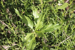 Helianthus californicus