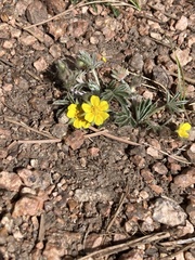 Potentilla concinna