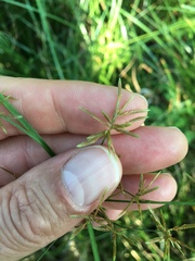 Cyperus haspan