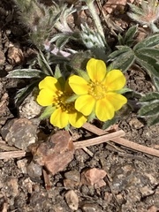 Potentilla concinna