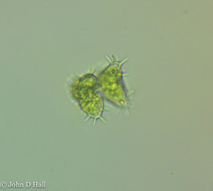 Staurastrum hystrix