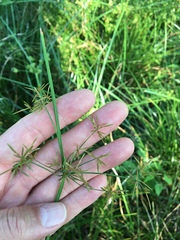 Cyperus haspan