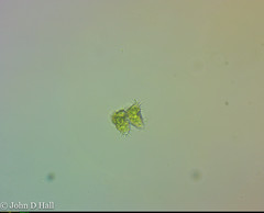 Staurastrum hystrix