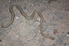 Arizona elegans eburnata