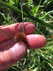 Rhynchospora glomerata
