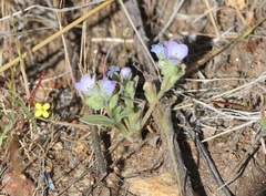 Phacelia curvipes