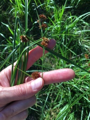 Rhynchospora glomerata