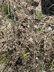 Teesdalia