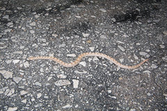 Phyllorhynchus decurtatus