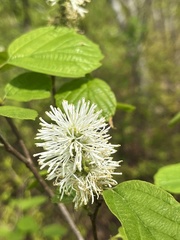 Fothergilla major