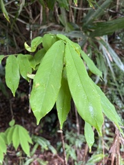 Millettia pachycarpa