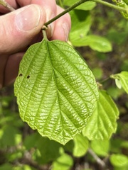 Fothergilla major