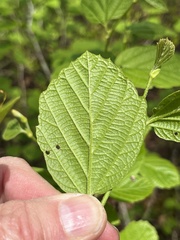 Fothergilla major