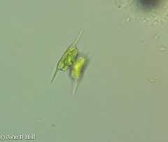 Staurodesmus extensus