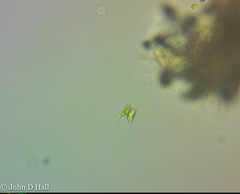 Staurodesmus extensus