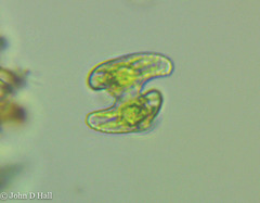Staurastrum alternans