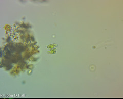 Staurastrum alternans
