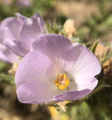 Malacothamnus lucianus