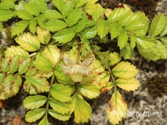 Rubus taiwanicola