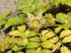 Rubus taiwanicola