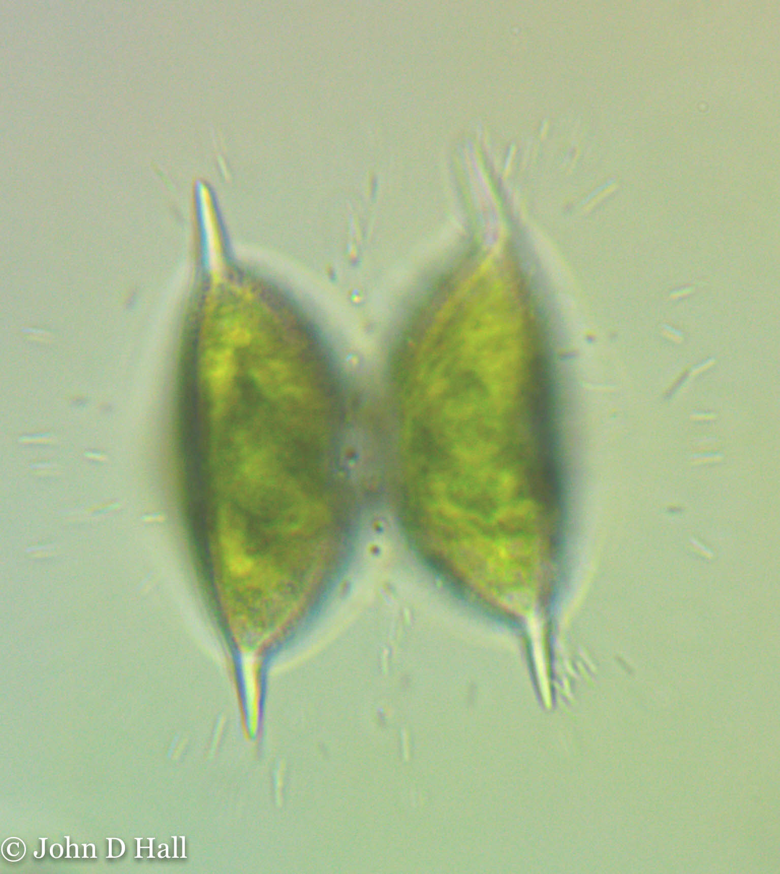 Staurodesmus