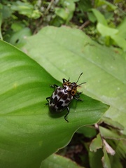 Prepopharus eduardoi